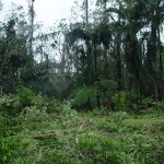 006a_after-cyclone_light-entrance