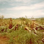 dobsonsbananafarm